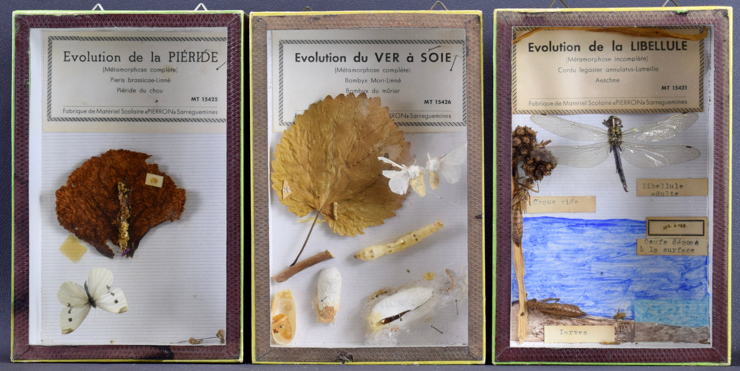 Taxidermie évolution libellule