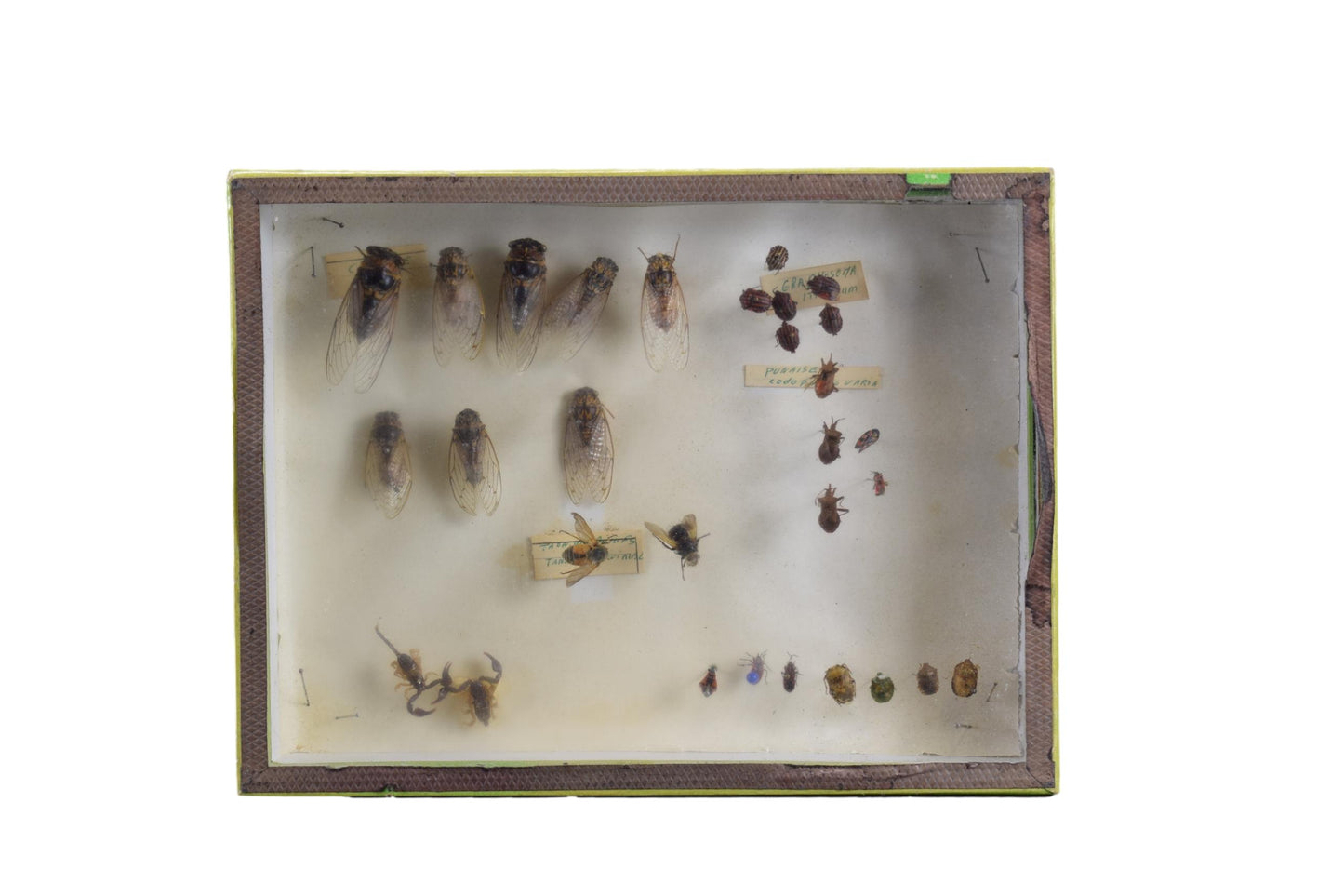 Hymenoptera Enthomology Taxidermy Shadow Box Old School Work Antique Framed Insects Display Cabinet Of Curiosities N BOUBEE Paris