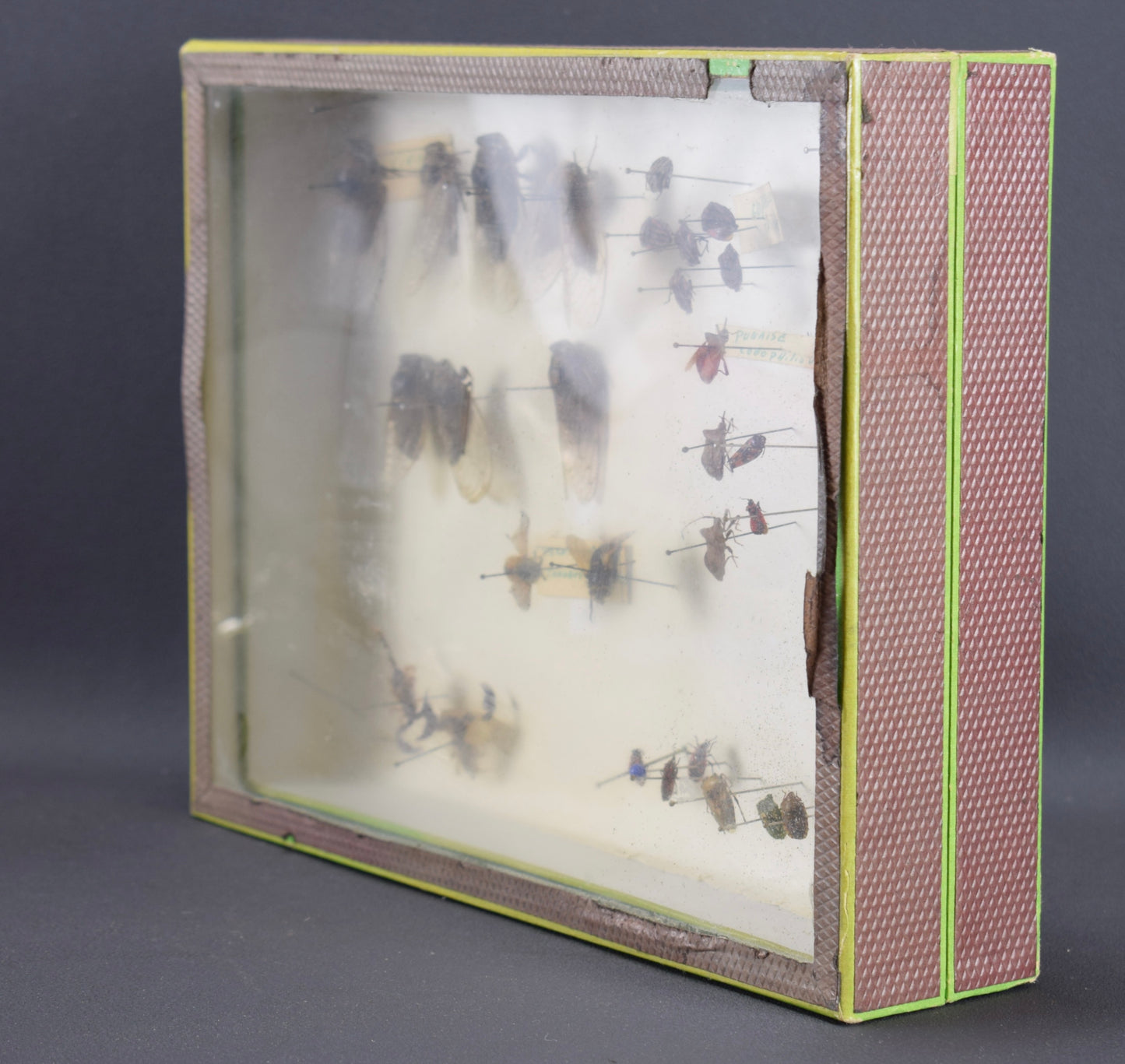 N Boubée & Cie Insects Collection