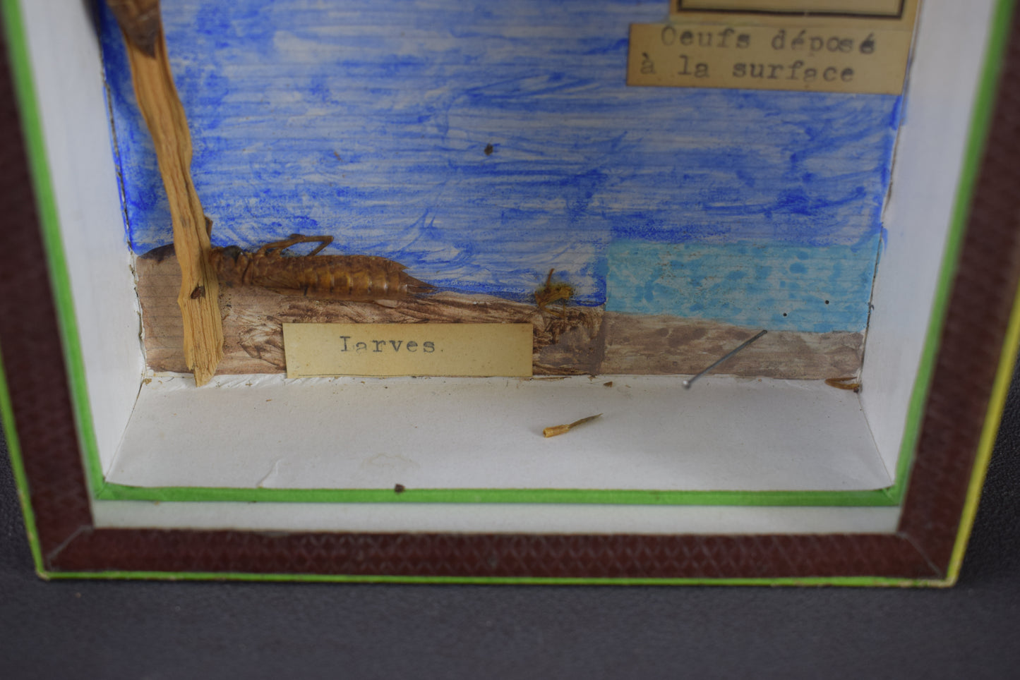 Taxidermie évolution libellule