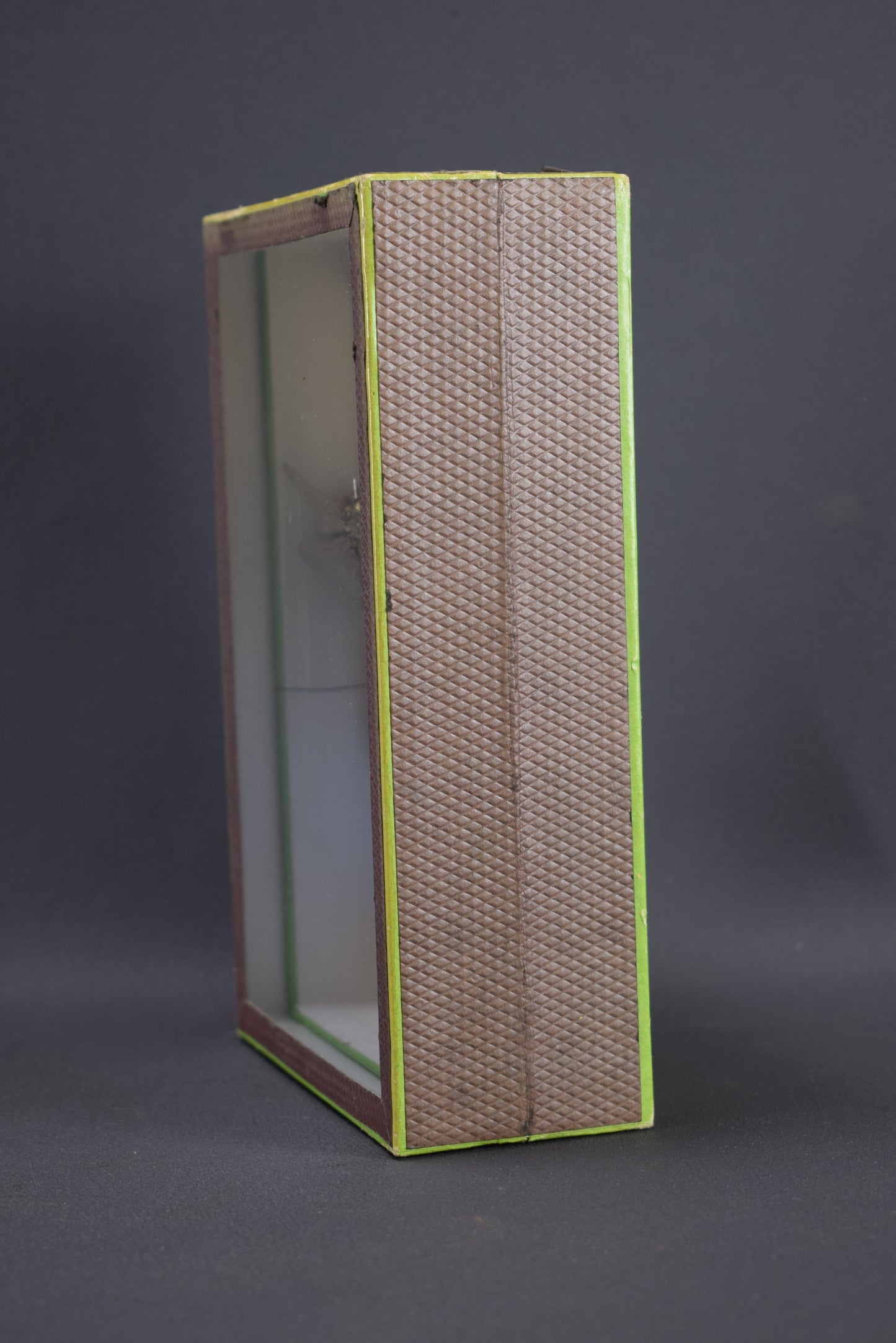 Taxidermie évolution libellule