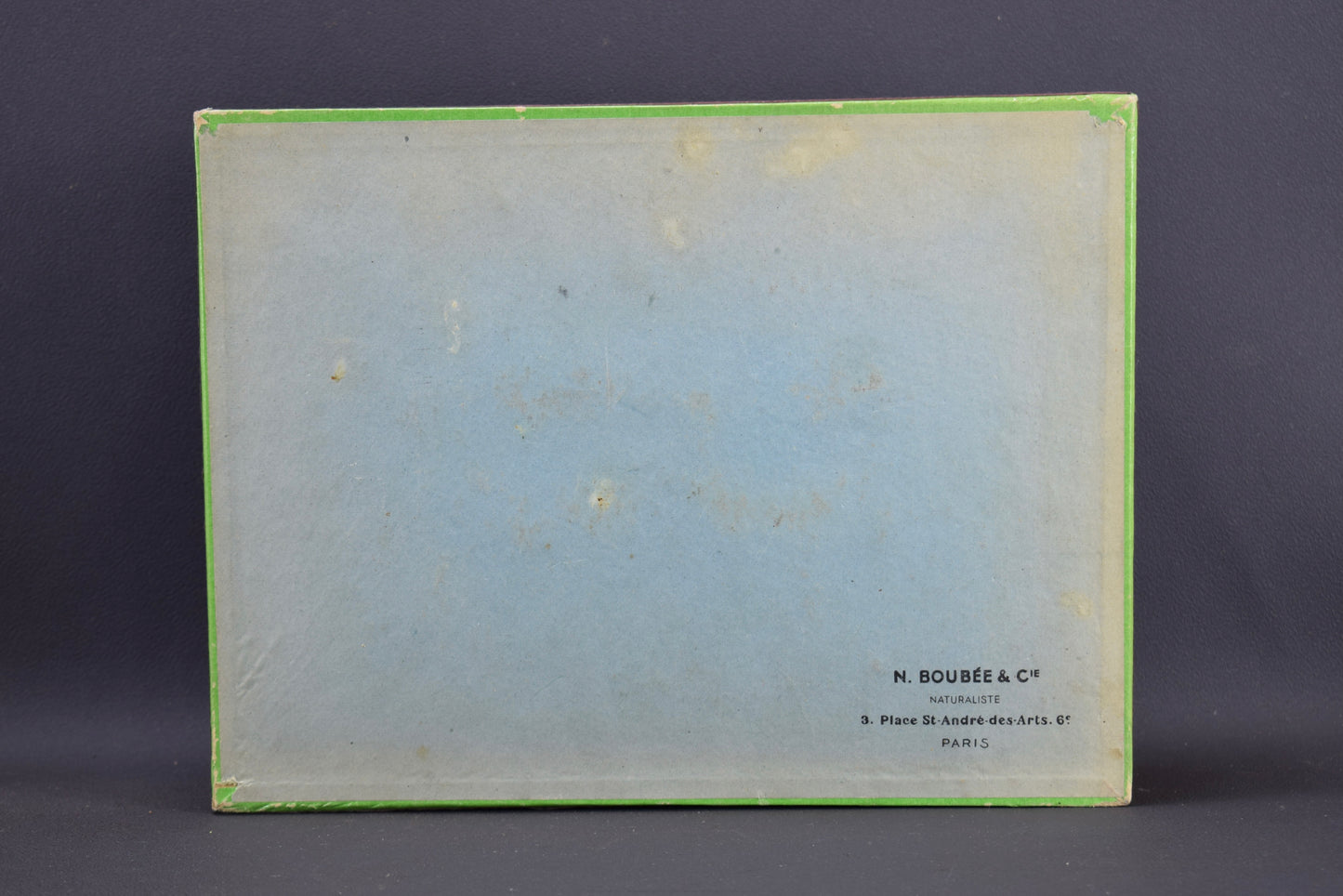 N Boubée & Cie Insects Collection