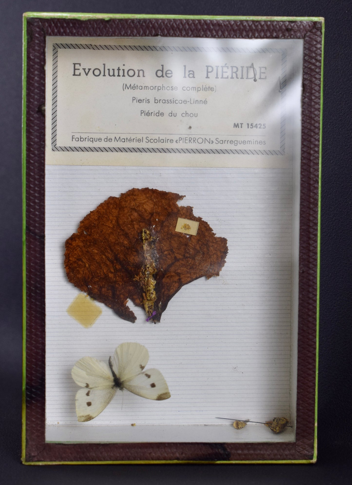 Taxidermie papillon