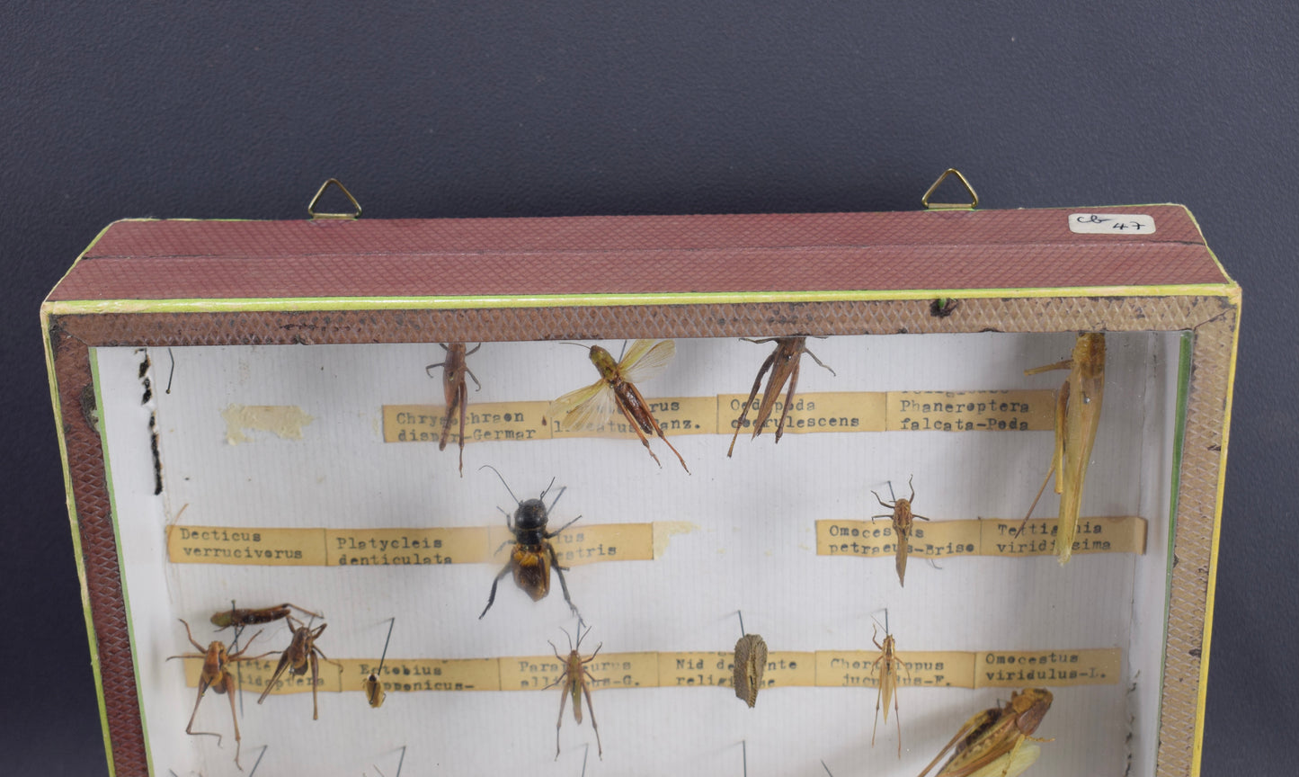 Collection de taxidermie de criquets