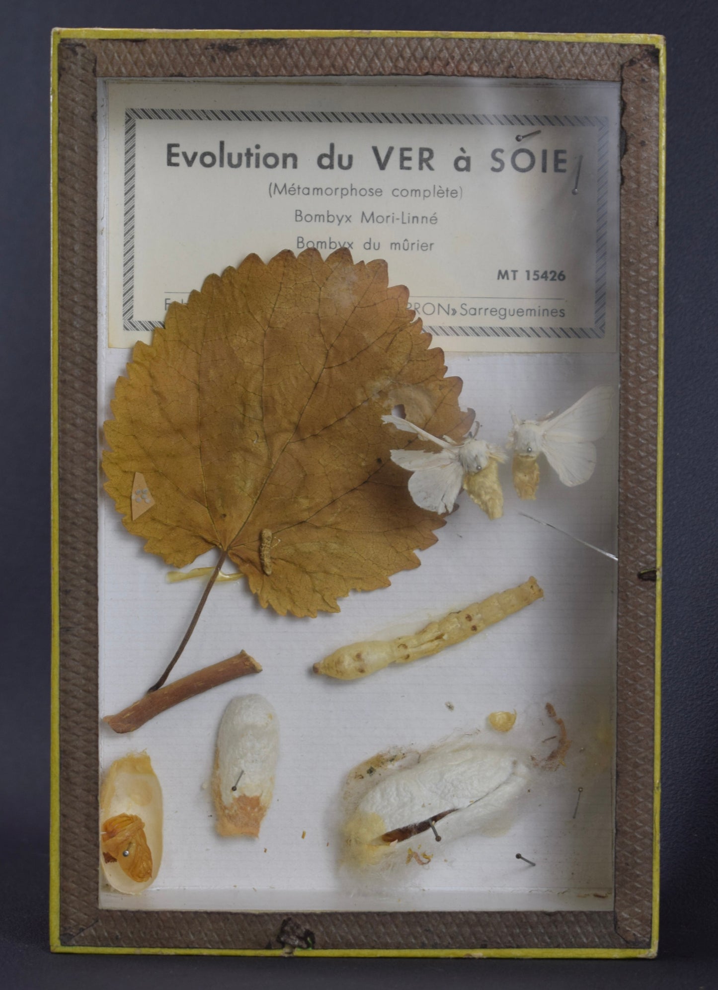 Cadre d'évolution des vers à soie