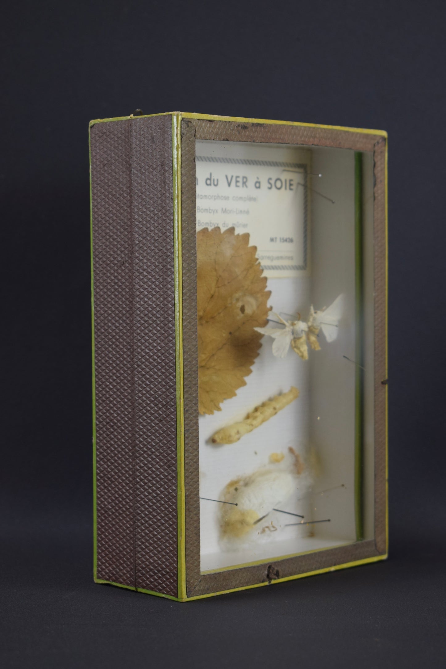 Cadre d'évolution des vers à soie