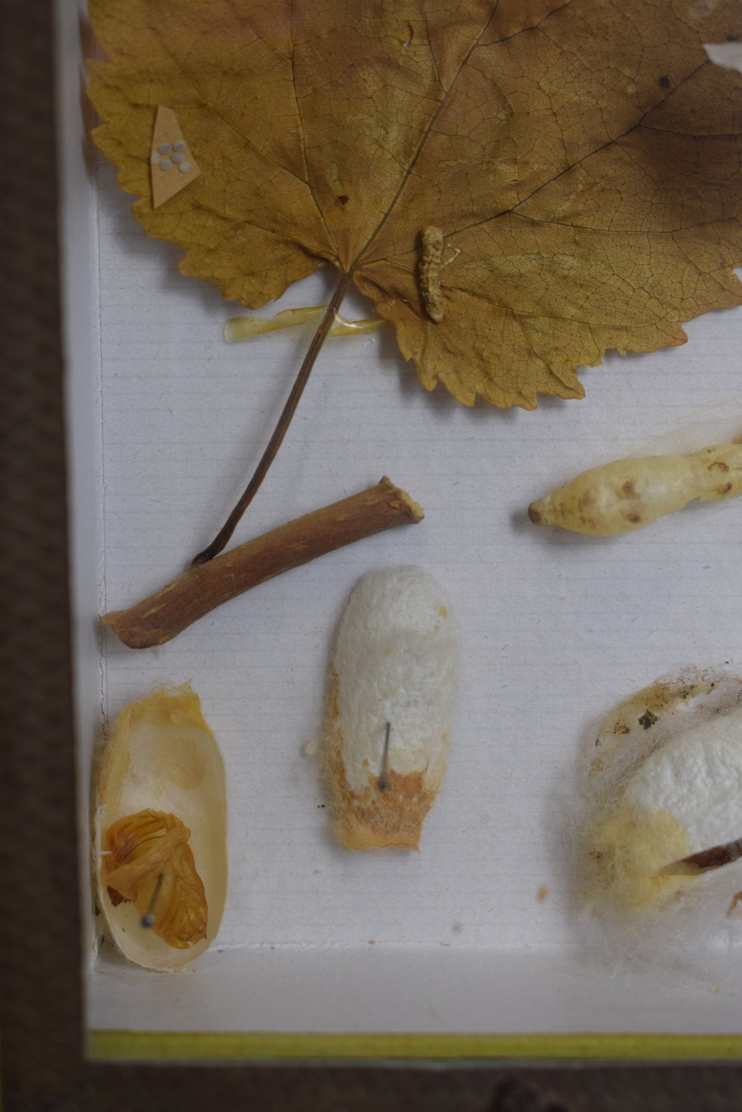 Cadre d'évolution des vers à soie