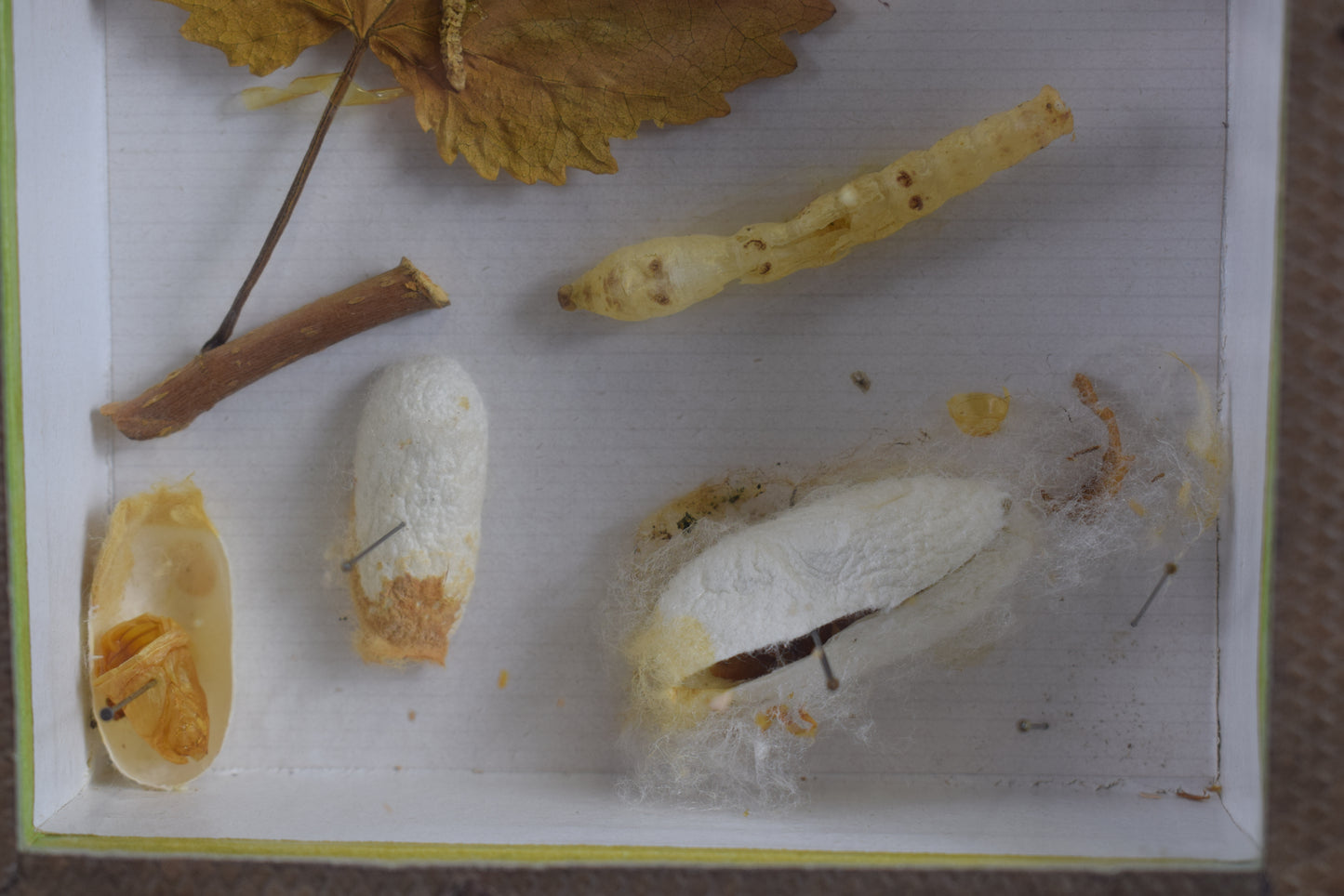 Cadre d'évolution des vers à soie