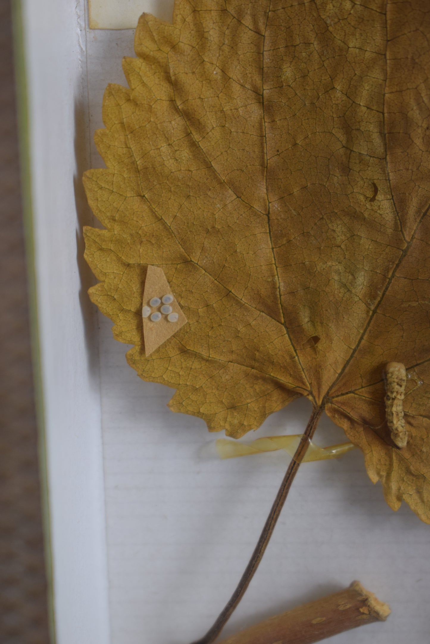 Cadre d'évolution des vers à soie