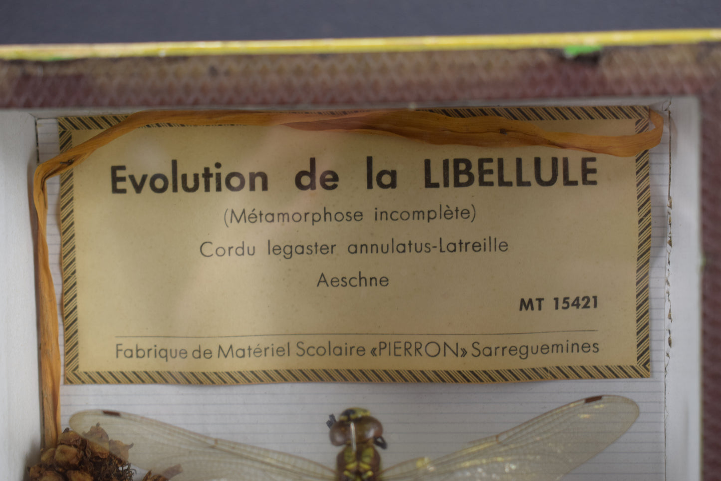 Taxidermie évolution libellule
