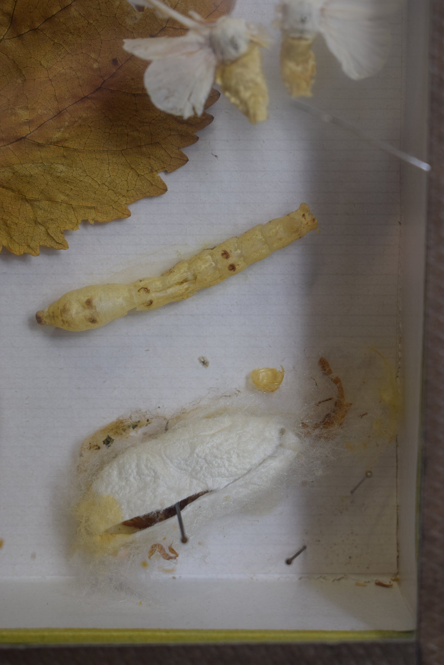 Cadre d'évolution des vers à soie