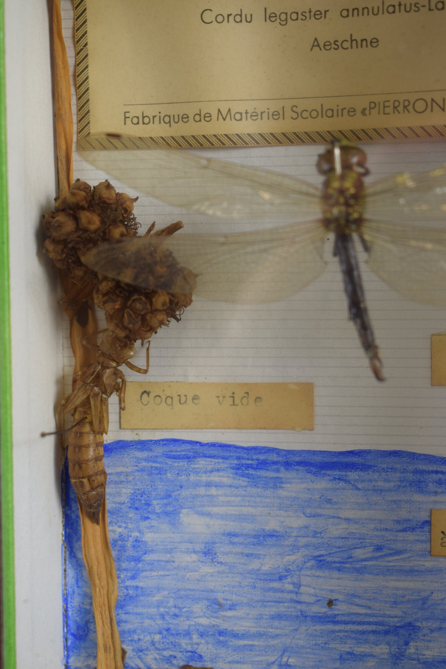 Taxidermie évolution libellule