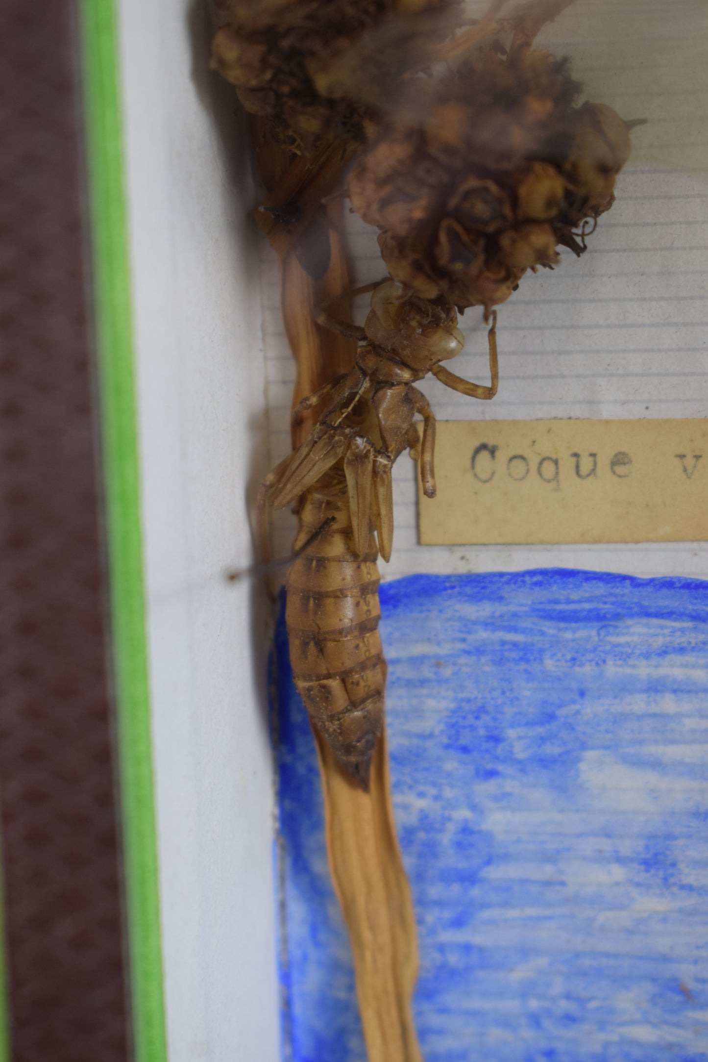 Taxidermie évolution libellule