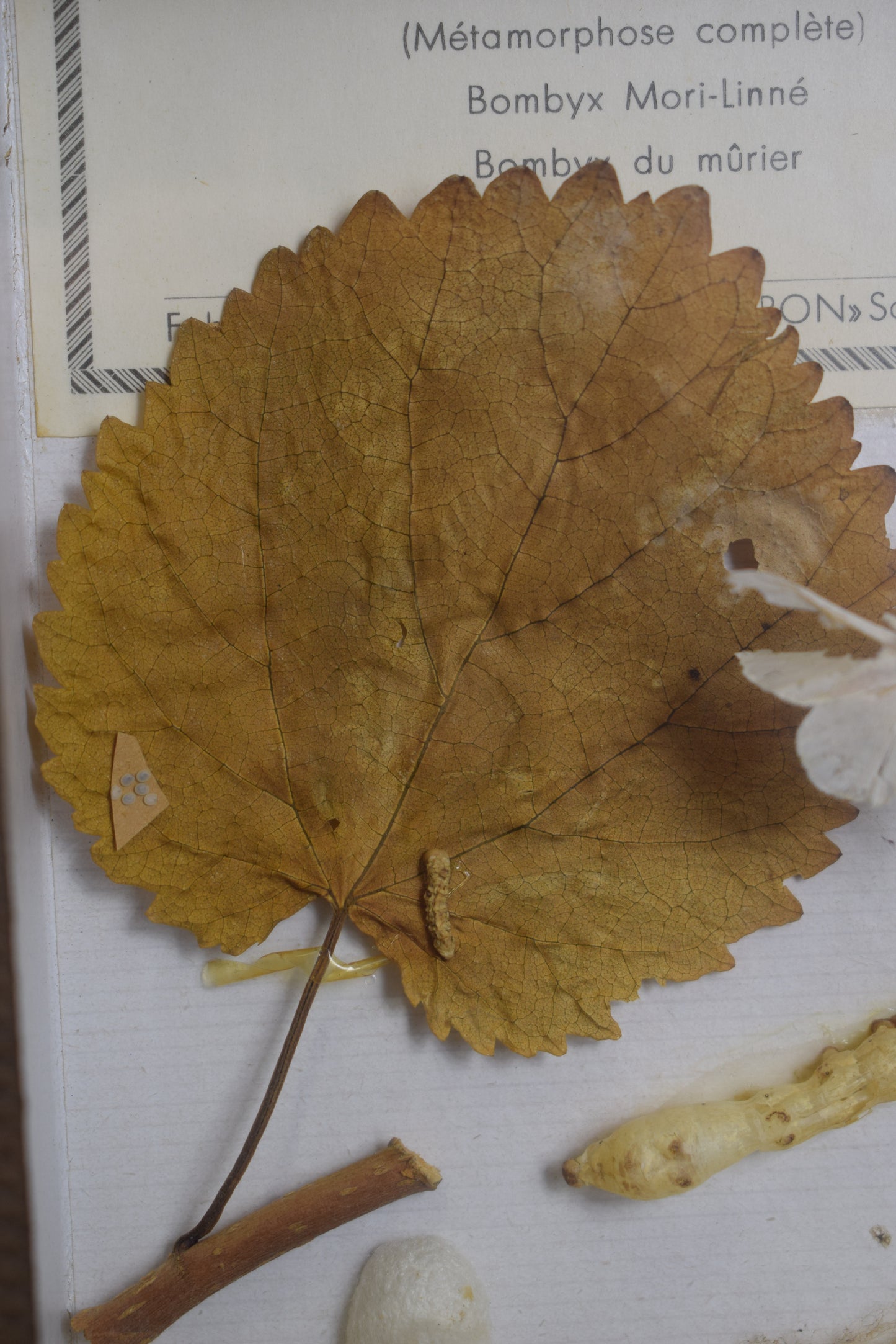 Cadre d'évolution des vers à soie