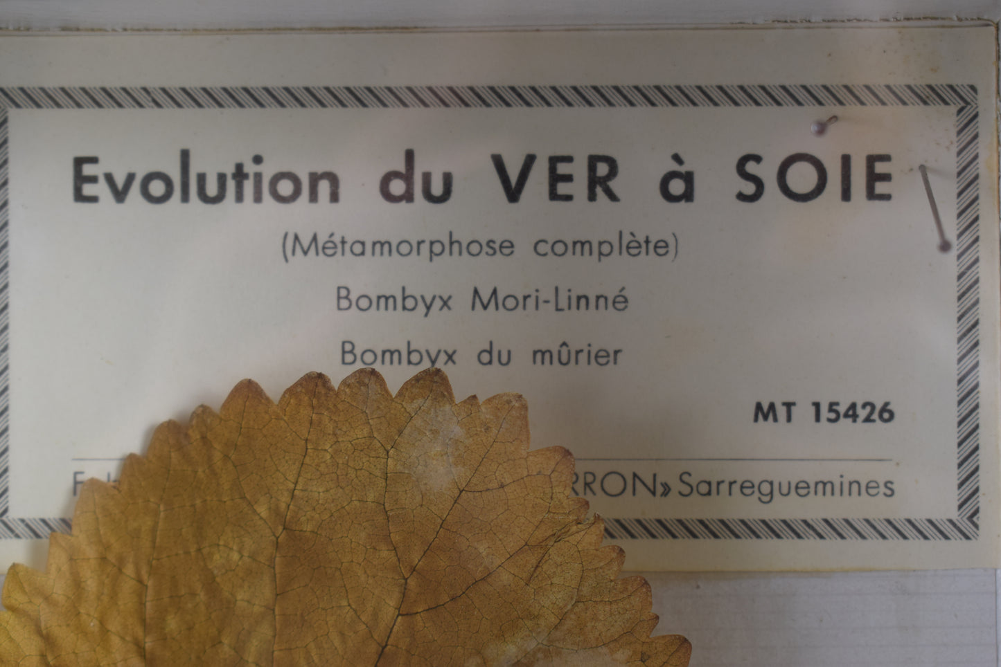 Cadre d'évolution des vers à soie