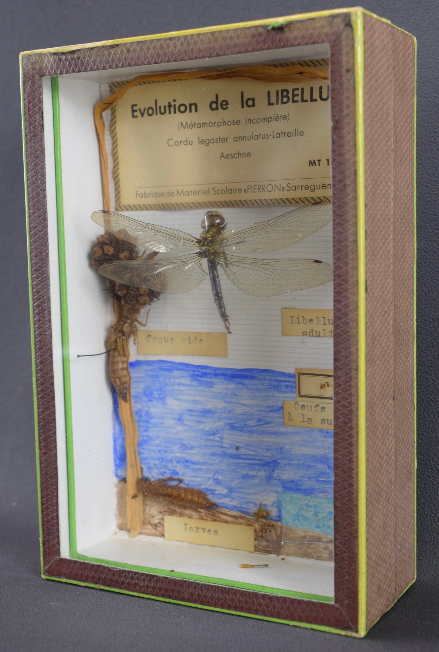 Taxidermie évolution libellule