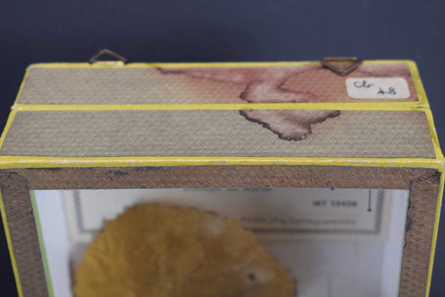 Cadre d'évolution des vers à soie