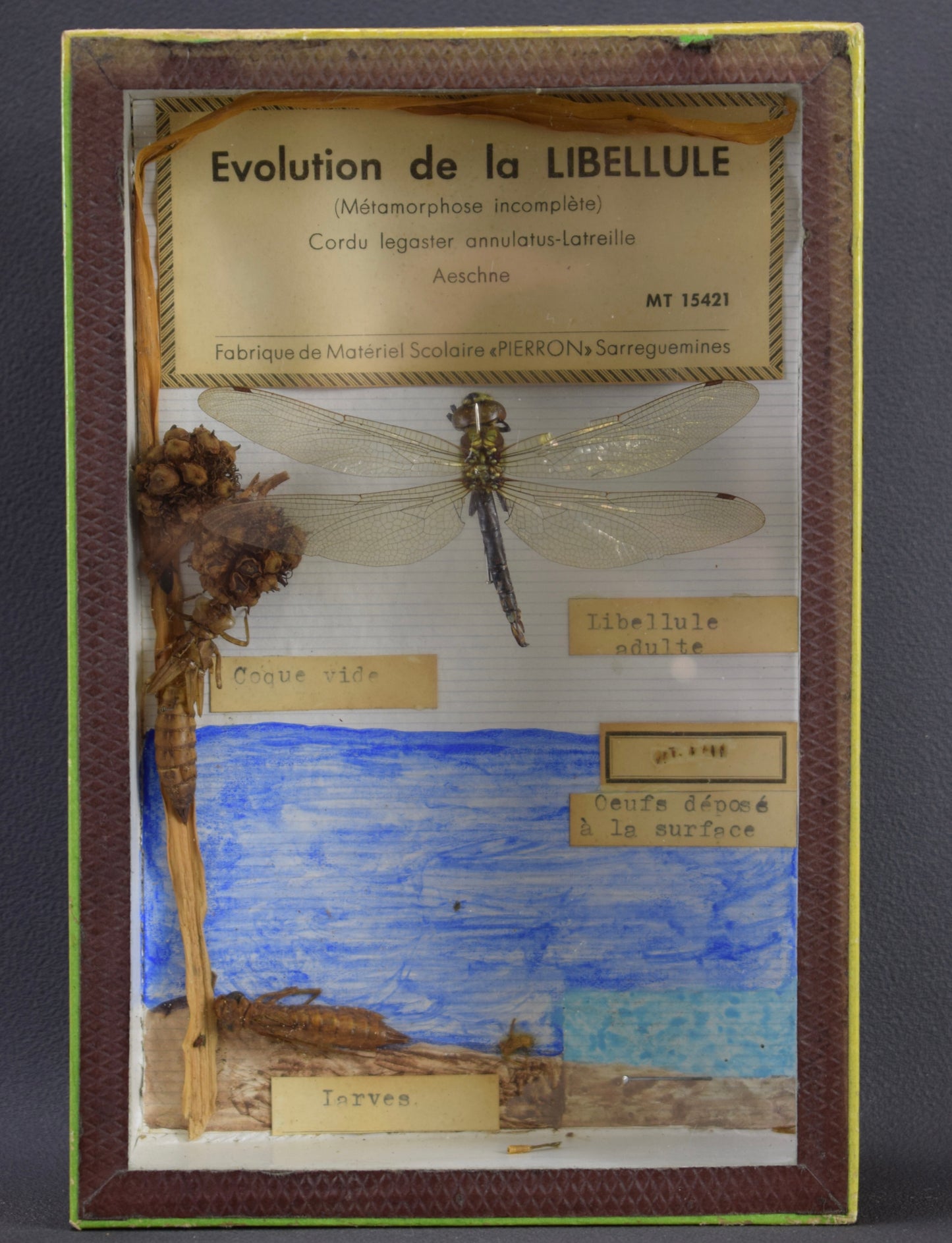 Taxidermie évolution libellule