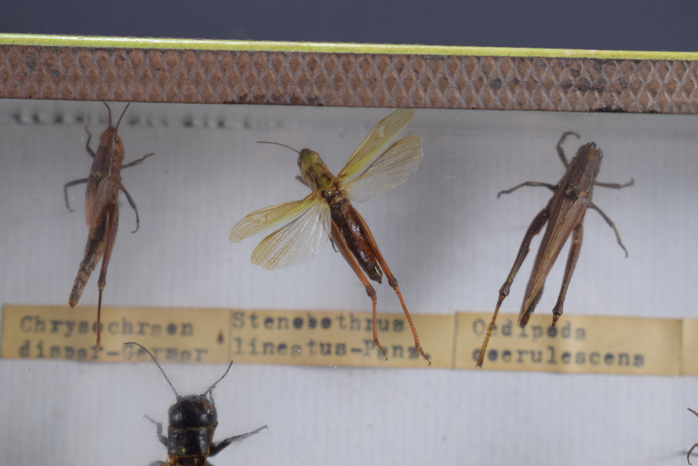 Locust Taxidermy Collection – Charmantiques