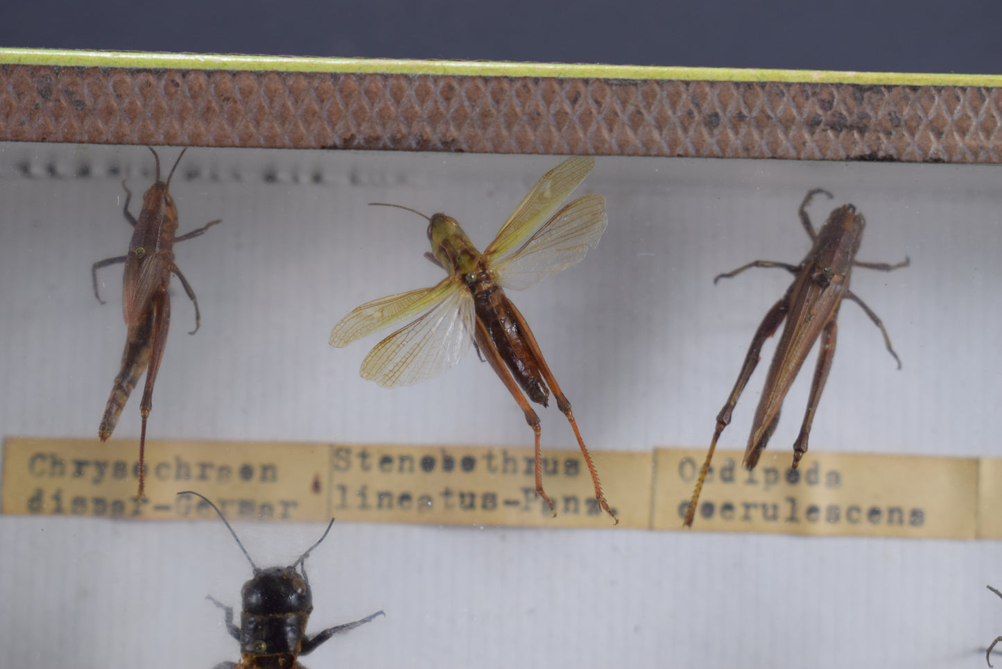 Collection de taxidermie de criquets