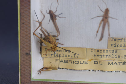 Collection de taxidermie de criquets