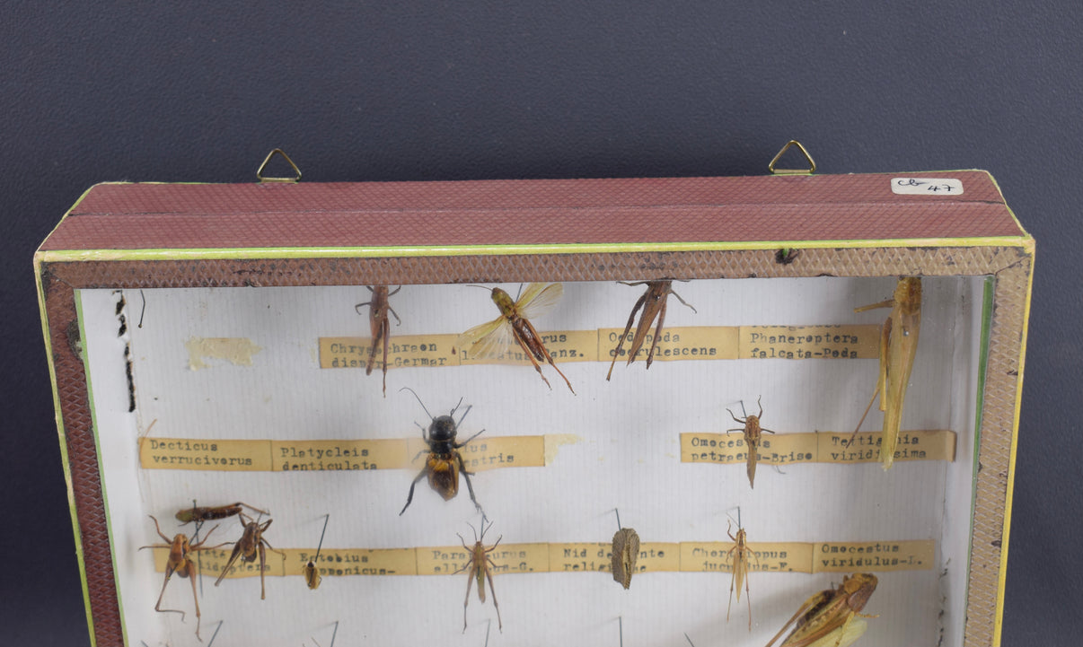 Locust Taxidermy Collection – Charmantiques
