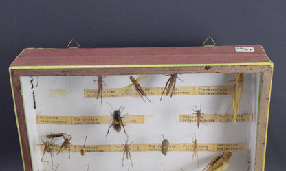 Locust Taxidermy Collection