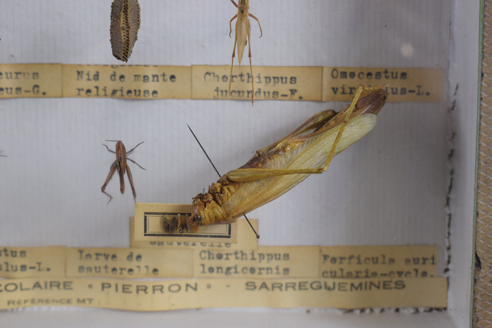 Locust Taxidermy Collection – Charmantiques