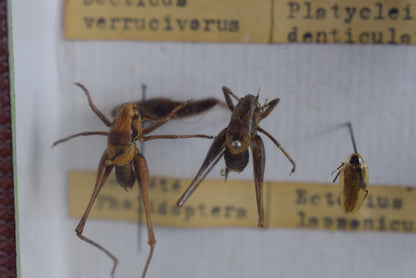 Collection de taxidermie de criquets