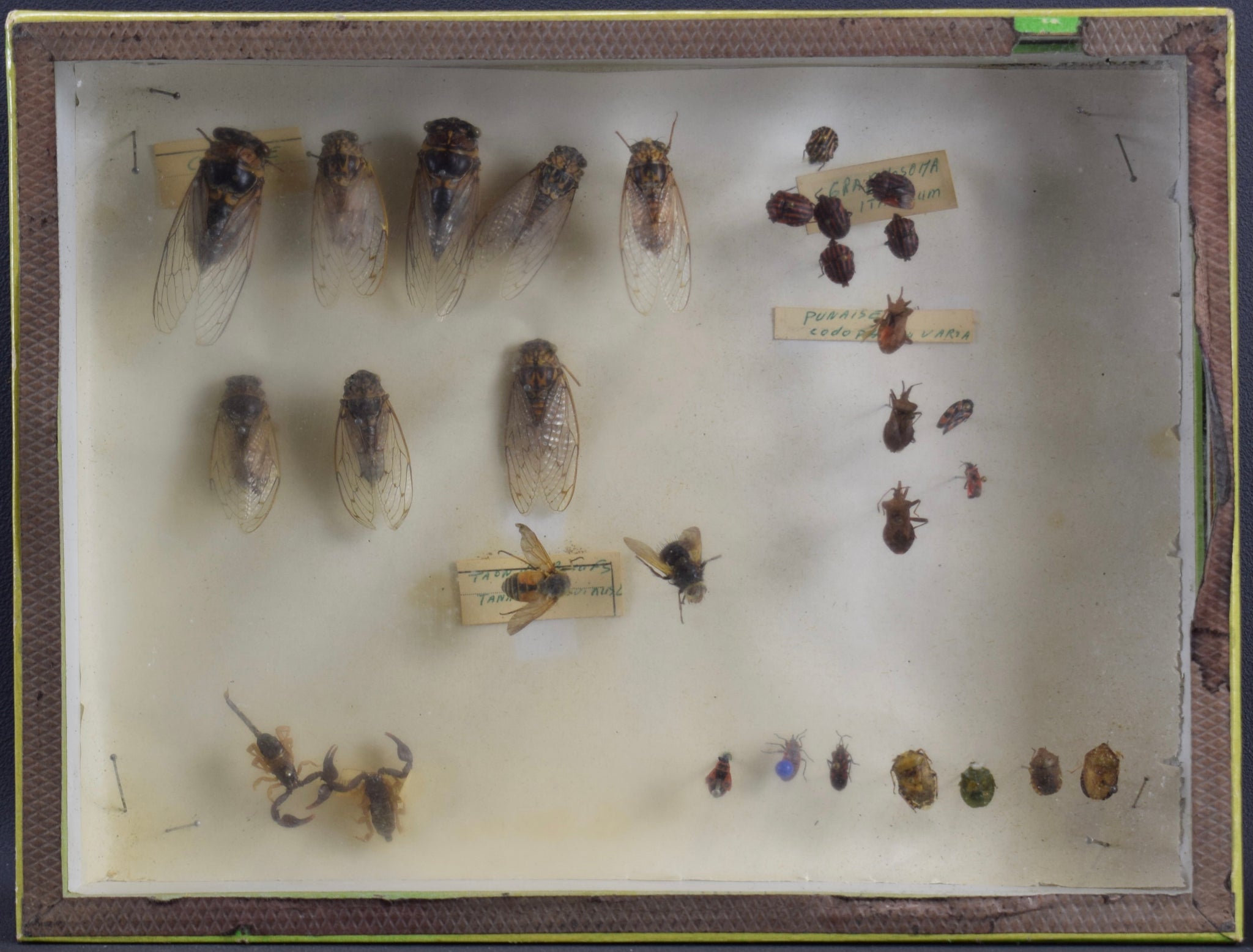 Hymenoptera Enthomology Taxidermy Shadow Box Old School Work Antique Framed Insects Display Cabinet Of Curiosities N BOUBEE Paris