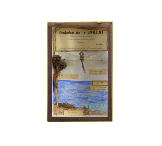 Dragonfly Evolution Taxidermy