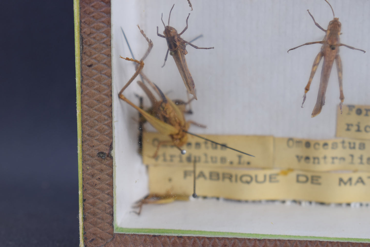 Collection de taxidermie de criquets