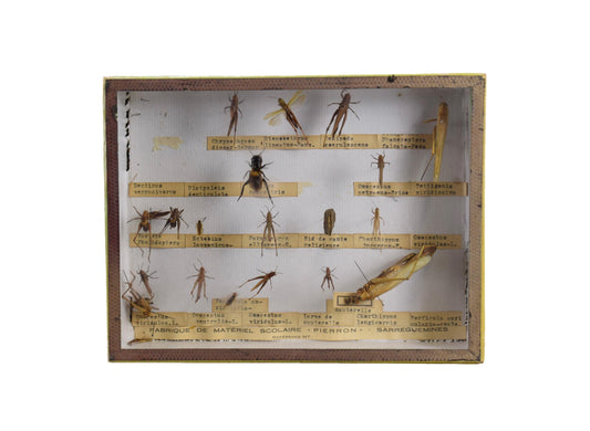 Collection de taxidermie de criquets