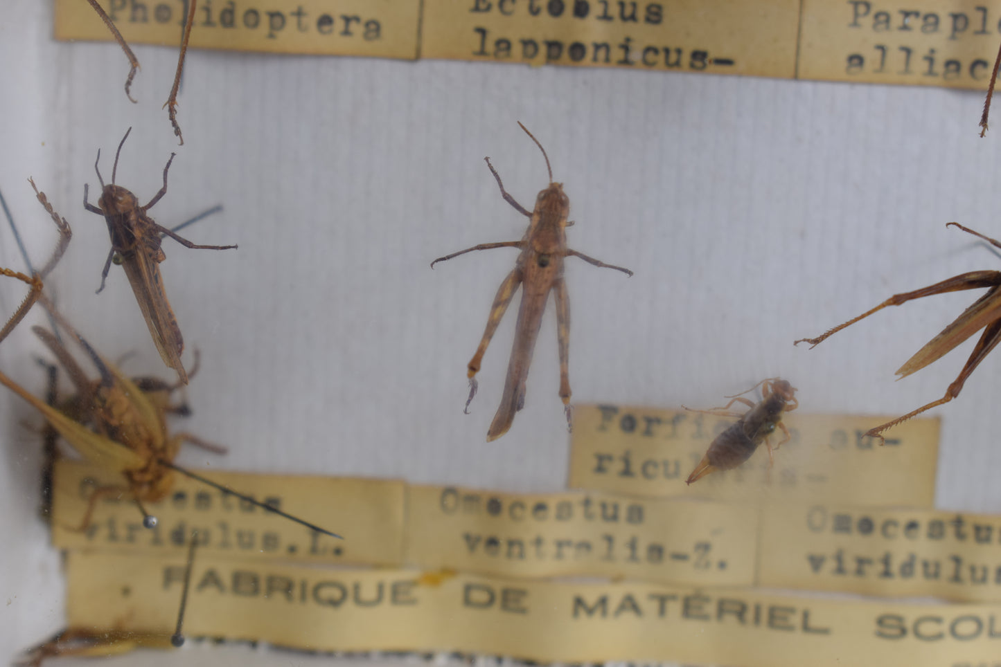 Collection de taxidermie de criquets