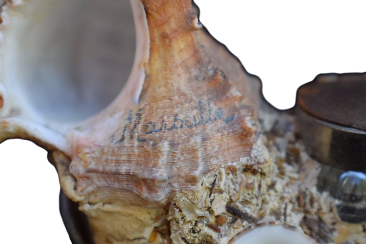 Seashell Inkwell - Charmantiques
