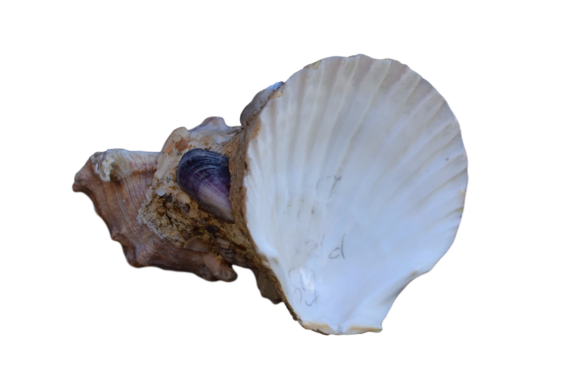Seashell Inkwell - Charmantiques