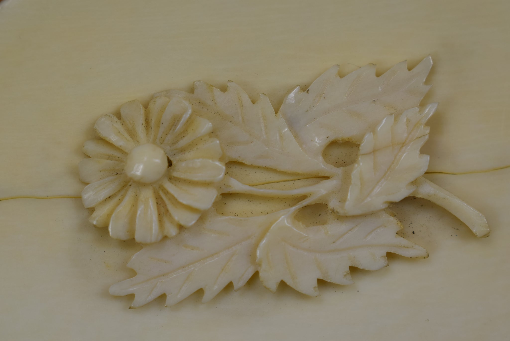 Ivory Coin Purse - Charmantiques