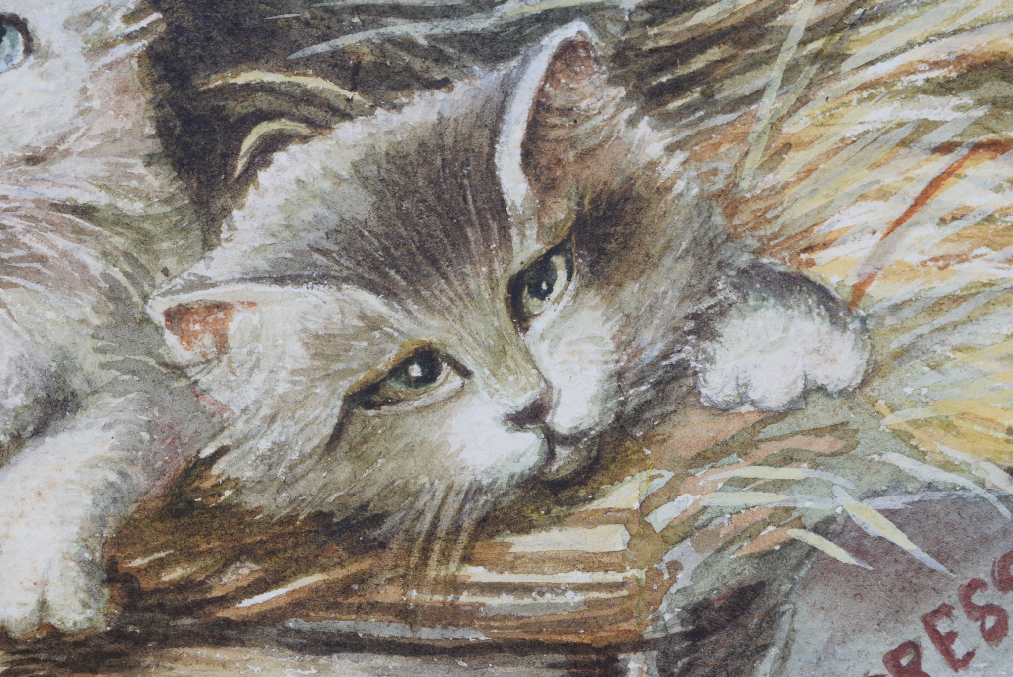 Kitten Watercolor - Charmantiques